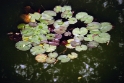 water lilies, Leshan China